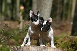 BOULEDOGUE FRANCAIS 1030